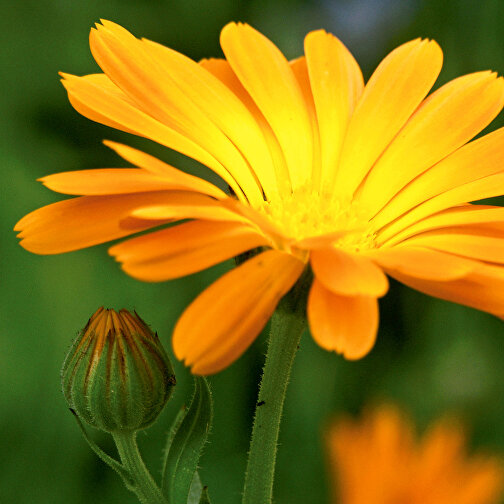Logo Pot - naturlig - morgenfrue - marigold, Billede 2