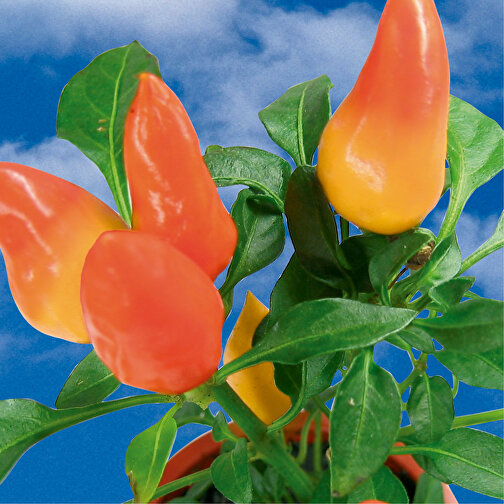 Plant-Tab - Kryddig paprika, Bild 2