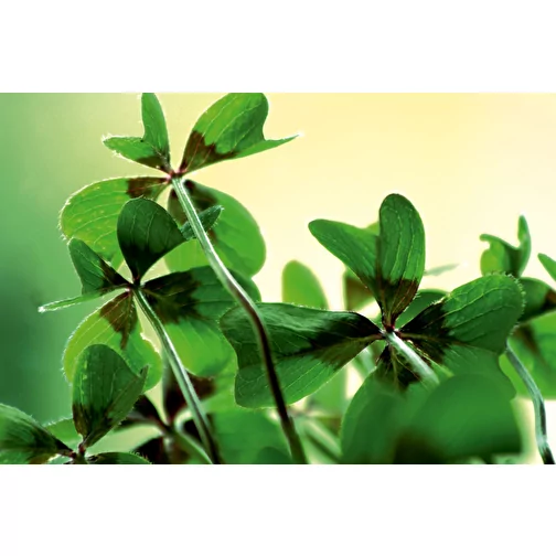 Drewno do sadzenia Maxi z 1 strona laserowana - cebulki koniczyny Lucky Clover, Obraz 2