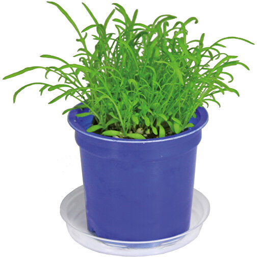 Pot Florero avec graines - bleu - Bulbes de trèfle à 4 feuilles, Image 5