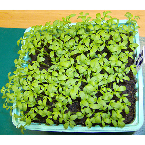 Florero-Töpfchen Mit Samen - Blau - Gartenkresse , blau, Saatgut, Papier, Erde, Kunststoff, 5,00cm (Höhe), Bild 2