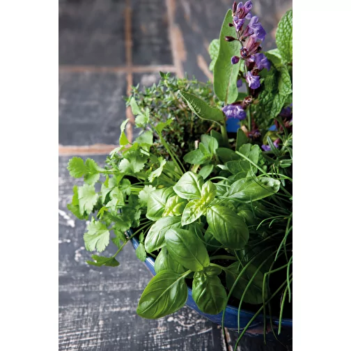 Pot cube bois de bureau avec graines - Mélange d herbes aromatiques, 2 sites gravés au laser, Image 3