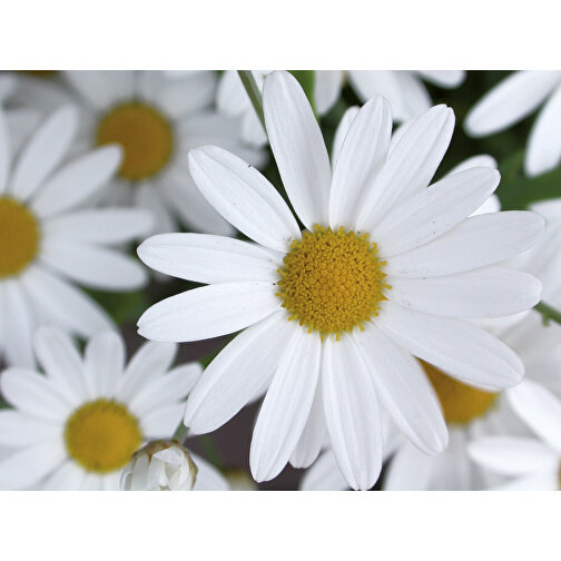 Plant Wood Office - Marguerite, Bilde 3