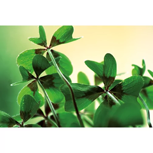 Plant Wood Magnet - Lucky Clover Onion, 2 sider laserte, Bilde 5