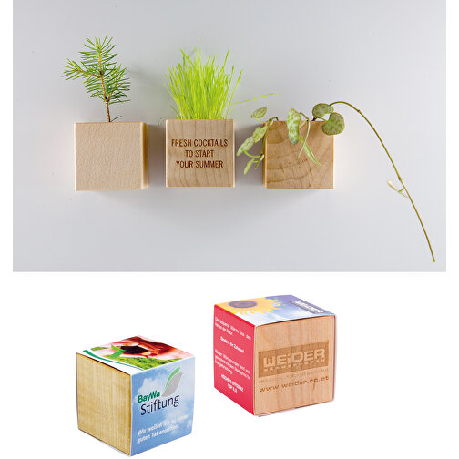 Pot cube bois mini avec aimant avec graines - Tournesol, 1 sites gravés au laser, Image 4