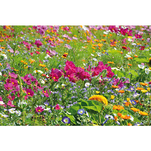 Mini pot terre cuite sous pochette - Mélange de fleurs d été, Image 6
