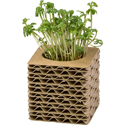Pot cube mini en carton ondulé avec graines - Thym, Image 4
