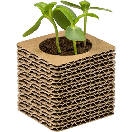 Pot cube mini en carton ondulé avec graines - Souci, Image 3