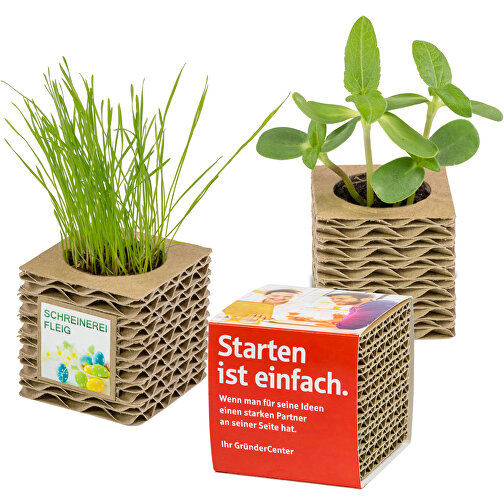 Cubos de cartón corrugado para plantas Mini - Herb Mix, Imagen 5