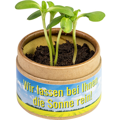 Pflanz-Cup Mit Samen - Sonnenblume , individuell, Saatgut,Papier,Papier,Erde, 5,80cm x 5,00cm x 5,80cm (Länge x Höhe x Breite), Bild 4
