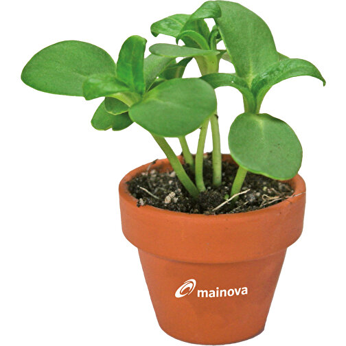 Mini pot terre cuite en fourreau fleur avec graines - Marguerite - avec marquage en tampographie, Image 2