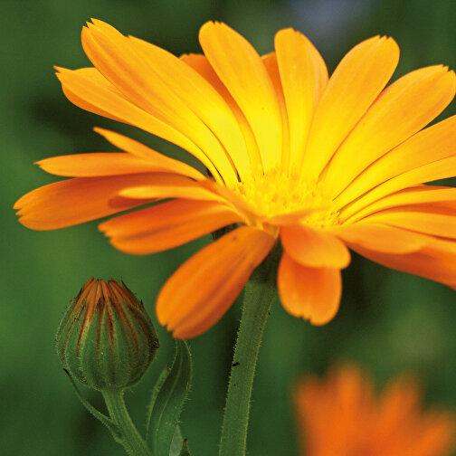 Tontöpfchen-Blume Mit Samen - Ringelblume , individuell, Saatgut,Papier,Ton,Erde, 4,00cm (Höhe), Bild 5