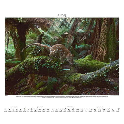 Regenwald (ohne Spendenaufkleber) , Papier, 49,50cm x 60,00cm (Höhe x Breite), Bild 3