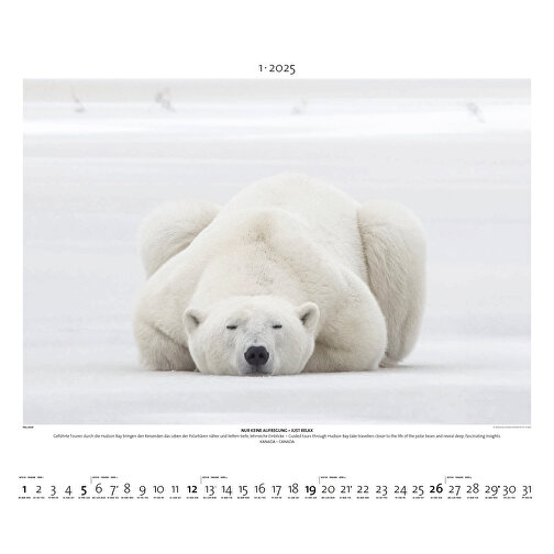 Starke Typen - Wildlife Photography , Papier, 49,50cm x 60,00cm (Höhe x Breite), Bild 2