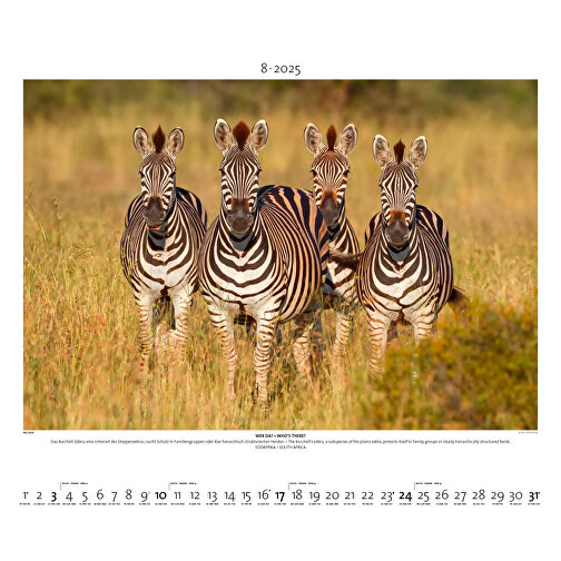 Starke Typen - Wildlife Photography , Papier, 49,50cm x 60,00cm (Höhe x Breite), Bild 9