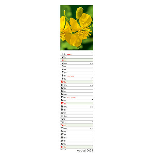 Wunderwelt Heilpflanzen , Papier, 55,30cm x 11,30cm (Höhe x Breite), Bild 16