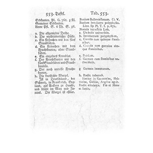 Aus Alten Pflanzenbüchern , Papier, 34,00cm x 23,70cm (Höhe x Breite), Bild 7