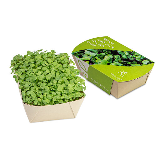 Ogród Microgreens - rukola salatkowa, Obraz 1