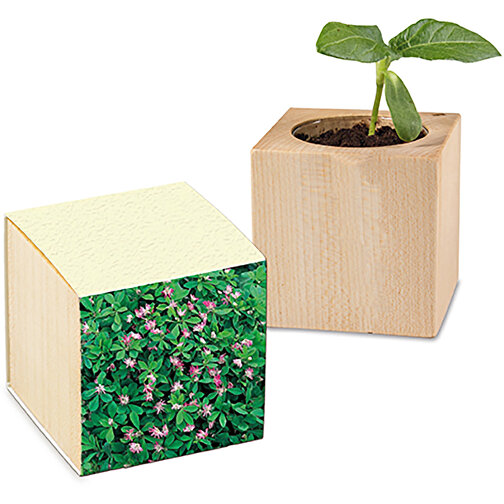 Planta de papel de hierba de madera - Trébol persa, Imagen 1