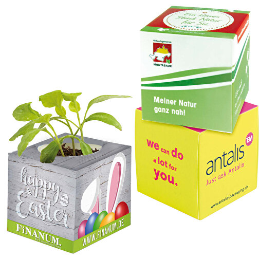 Cube à planter 2.0 avec graines - mini-aubergine, Image 1