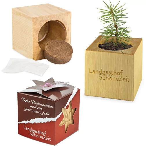 Växt Trä Maxi Star Box Xmas, Bild 1