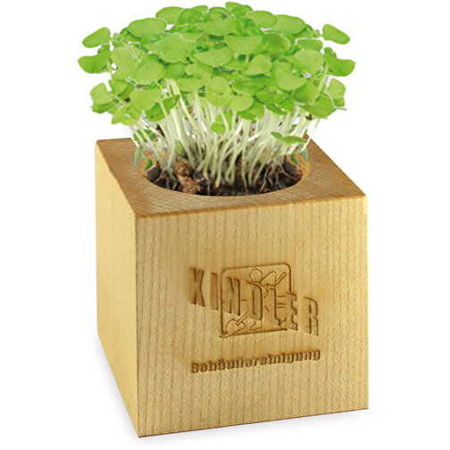 Pot cube bois maxi avec graines - Bulbes de trèfle à 4 feuilles, Image 2