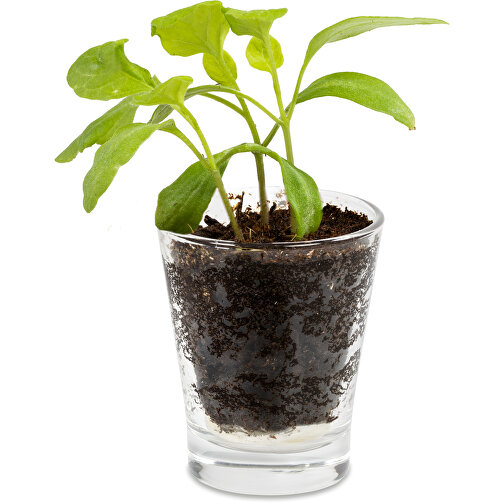 Caffeino-Glas Mit Samen - Kräutermischung , Glas, Erde, Saatgut, Papier, 5,80cm x 7,00cm x 5,80cm (Länge x Höhe x Breite), Bild 3