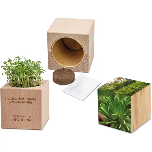 Plante-bois Grande avec graines - Epicéa, Image 1