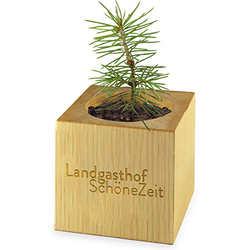 Pflanz-Holz Maxi Star-Box Mit Samen - Gartenkresse, 1 Seite Gelasert , individuell, Papier, Holz, Erde, Saatgut, 6,00cm x 6,00cm x 6,00cm (Länge x Höhe x Breite), Bild 2