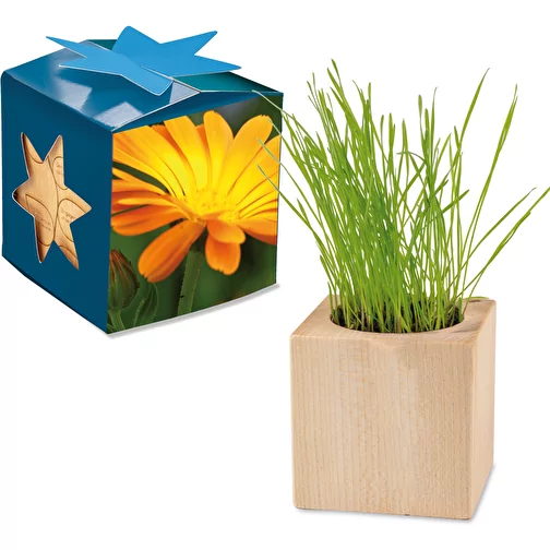 Pot cube bois Maxi en boite star-box avec graines - Souci, Image 1