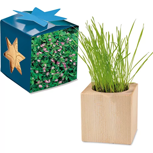 Pot cube bois Maxi en boite star-box avec graines - Trèfle persan, Image 1