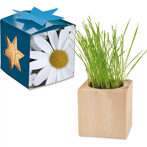 Pot cube bois Maxi en boite star-box avec graines - Marguerite, Image 1