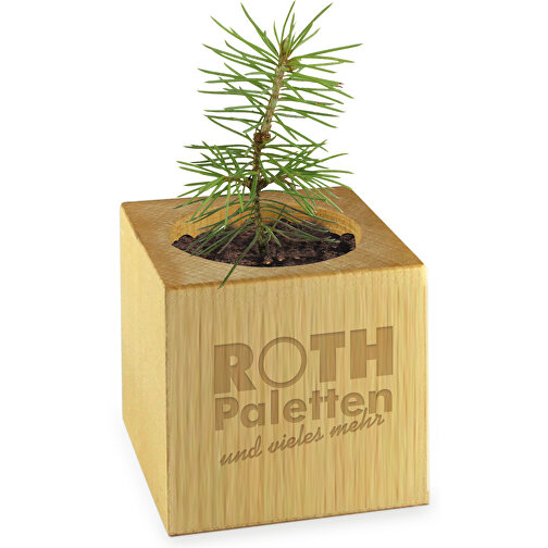 Pot cube bois mini en boite star-box avec graines - Cresson de jardin, 1 sites gravés au laser, Image 2