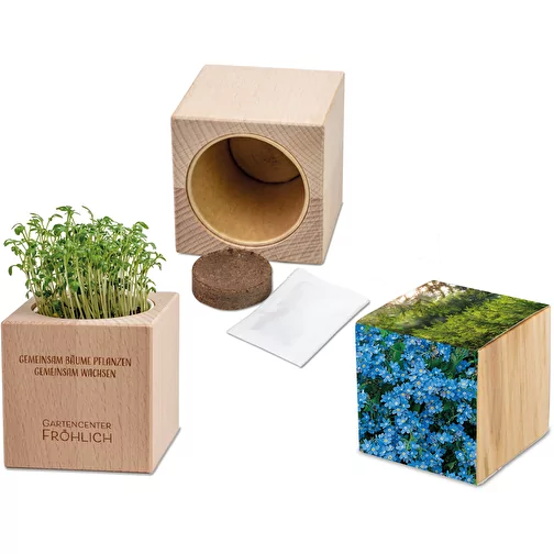 Plante-bois Grande avec graines - Myosotis, Image 1