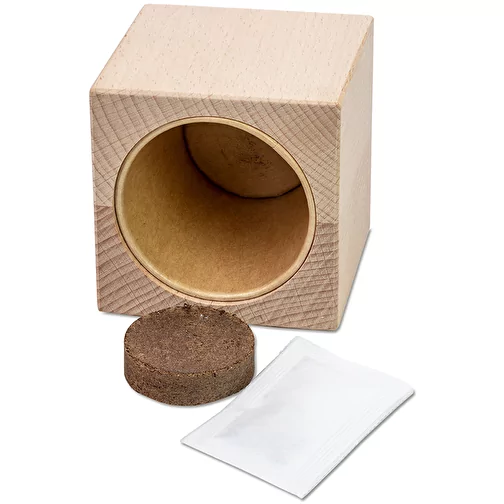 Plante-bois Grande avec graines - Thym, Image 4