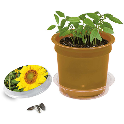 Florero-Töpfchen Mit Samen - Gold - Sonnenblume , gold, Saatgut, Papier, Erde, Kunststoff, 5,00cm (Höhe), Bild 1