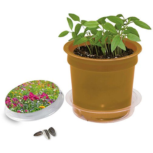 Pot Florero avec graines - oder - Mélange de fleurs d été, Image 1