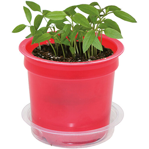 Pot Florero avec graines - rouge - Tournesol, Image 4