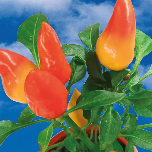 Plantefat med frø - Krydret pepper, Bilde 4