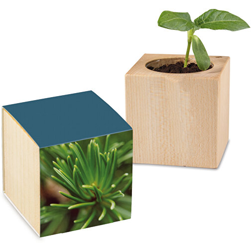 Pot cube avec graines - Epicéa, Image 1