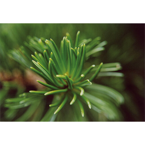 Plantning af træ med frø - Spruce, Billede 6