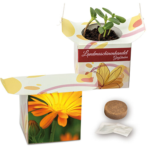 Blumenampel - Ringelblume , Papier, Saatgut, Kunststoff, 6,20cm x 12,40cm x 6,20cm (Länge x Höhe x Breite), Bild 1