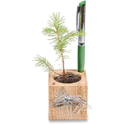 Pot cube boisde bureau en boite star-box avec graines - Persil, Image 3