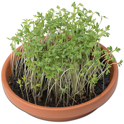 Vitaminbolle - Jul - Cress, Bilde 3