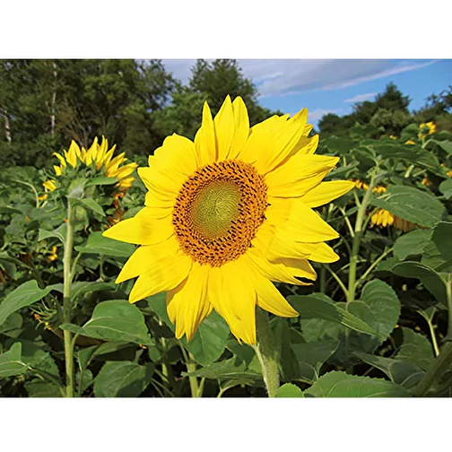 Bois de plantation Hexagon avec graines - Tournesol, 1 face gravée au laser, Image 5