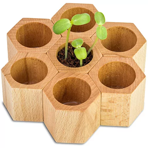 Bois à planter Hexagon avec graines - Myosotis, Image 3