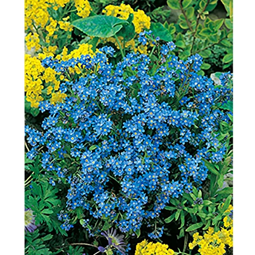 Bois à planter Hexagon avec graines - Myosotis, Image 5