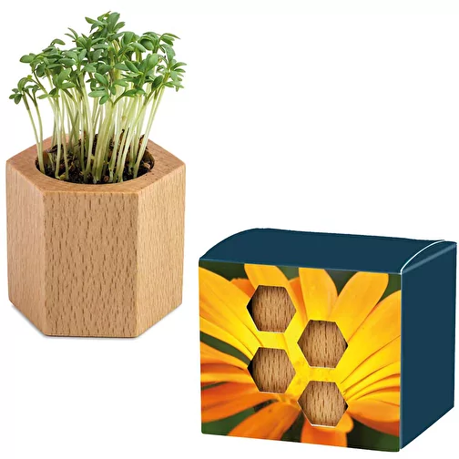 Bois de plantation Hexagon avec graines - Souci, Image 1