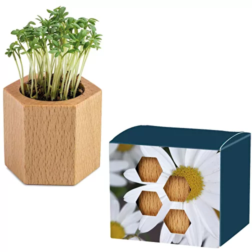 Hexagone à planter avec graines - Marguerite, Image 1