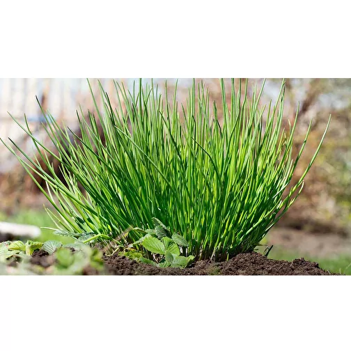 Plantoir Hexagon avec graines - Ciboulette, Image 5
